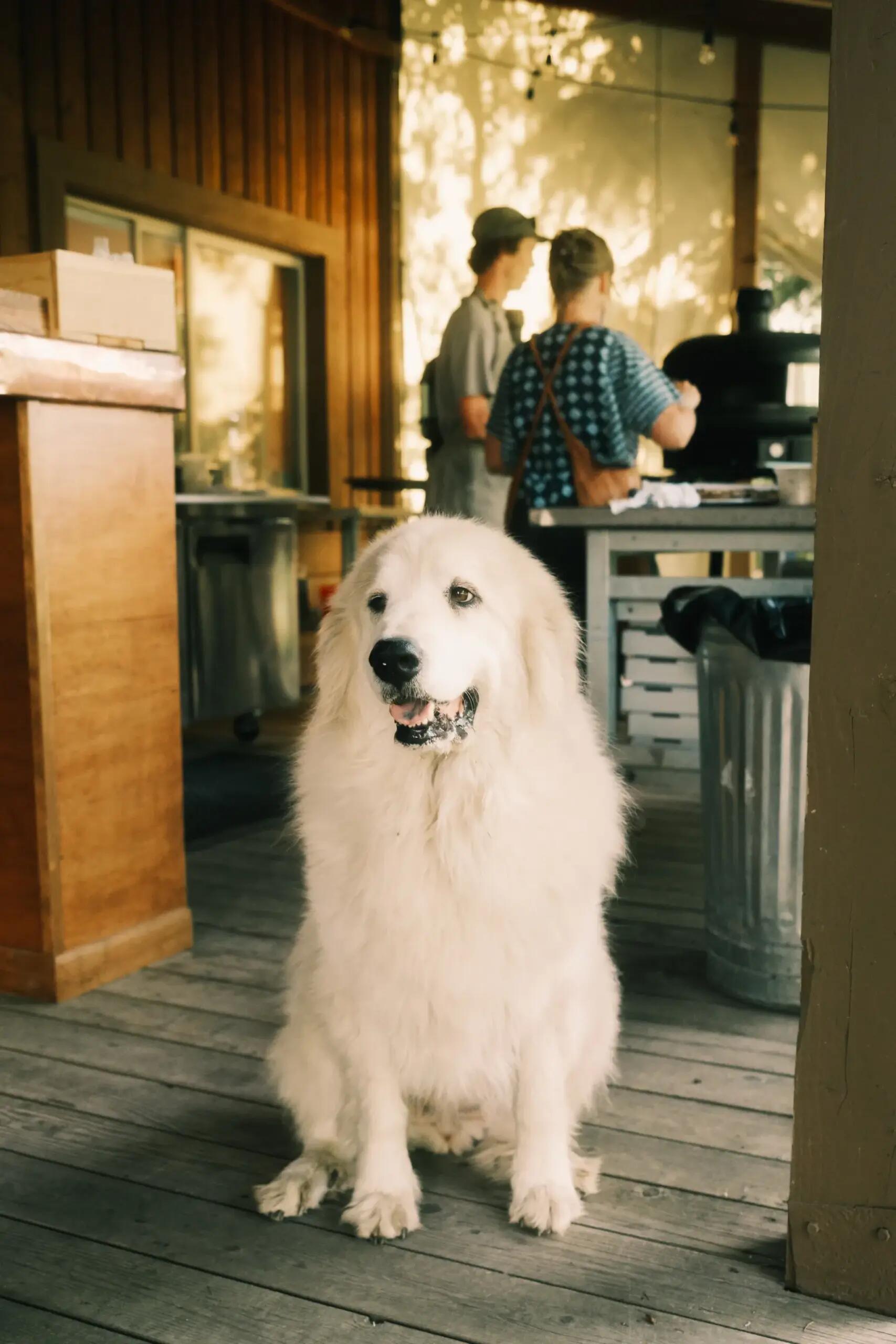 Penny the dog